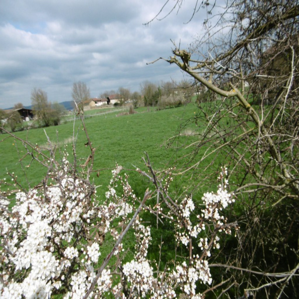 Offres de vente Terrain Saint-Étienne-de-Saint-Geoirs 38590